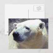 北極熊(くま)の写真がニキータ・カンザスシティ動物園を閉園 ポストカード (正面/裏面)