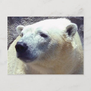 北極熊(くま)の写真がニキータ・カンザスシティ動物園を閉園 ポストカード