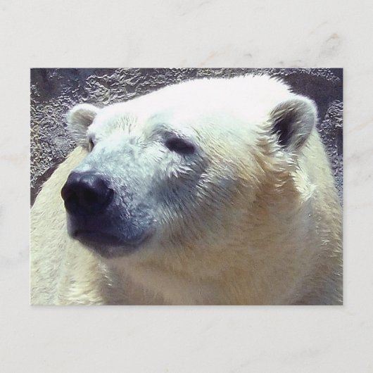 北極熊(くま)の写真がニキータ・カンザスシティ動物園を閉園 ポストカード (正面)