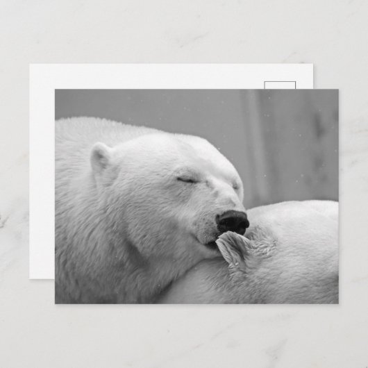 北極熊 ポストカード (正面/裏面)