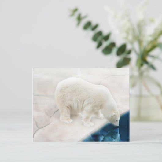 北極熊 ポストカード (スタンド正面)