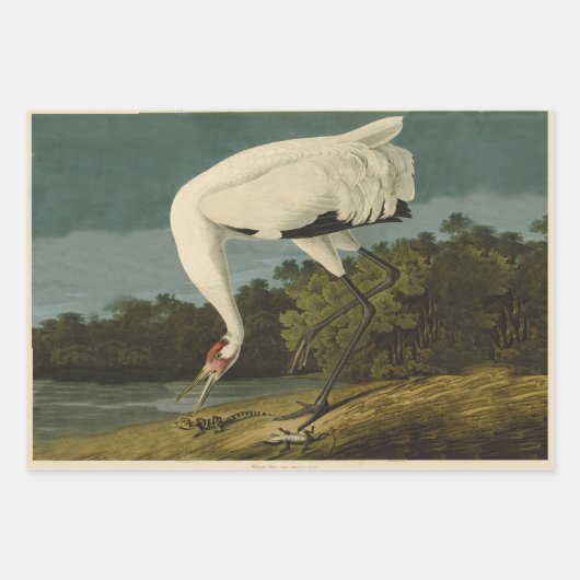 北極産のオードボンバード野生生物絵画の ラッピングペーパーシート (正面3)