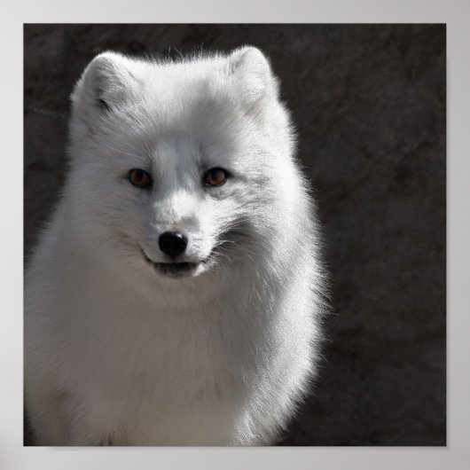 北極相棒 ポスター (正面)