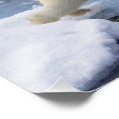 北極、スバルバード、ホッキョクグマ延長 フォトプリント (角)