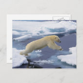 北極、スバルバード、ホッキョクグマ延長 ポストカード (正面/裏面)
