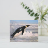 北極・南極ペンギン葉書 ポストカード (スタンド正面)