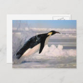 北極・南極ペンギン葉書 ポストカード (正面/裏面)