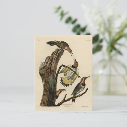 北欧のちらつきがオーデュボンの鳥から  ポストカード (スタンド正面)