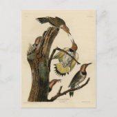 北欧のちらつきがオーデュボンの鳥から  ポストカード (正面)