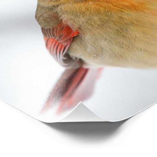 北欧（鳥）ショウジョウコウカンチョウ（雪が多くのくちばしを伴う） フォトプリント            (角)