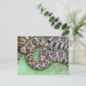 北水蛇はがき。 ポストカード (スタンド正面)