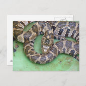 北水蛇はがき。 ポストカード (正面/裏面)