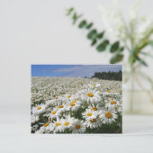 北海道のデイジー分野 ポストカード (スタンド正面)