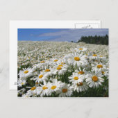 北海道のデイジー分野 ポストカード (正面/裏面)