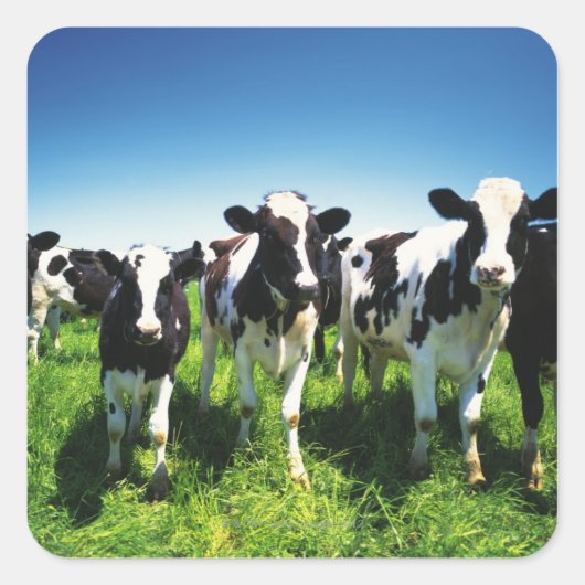 北海道別海町野牛 スクエアシール (正面)