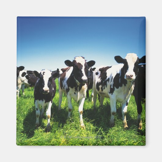 北海道別海町野牛 マグネット (正面)