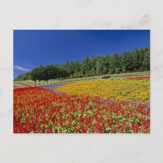 北海道空知市中富良野 ポストカード (正面)
