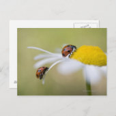 北海道美瑛市のオックスアイデイジーラディバグ ポストカード (正面/裏面)