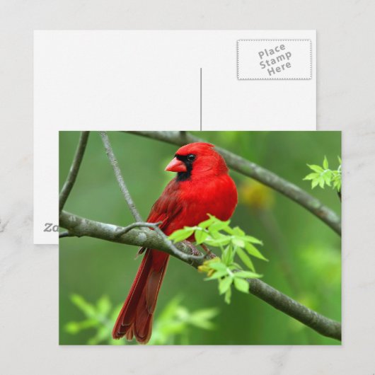 北深紅色 ポストカード (正面/裏面)