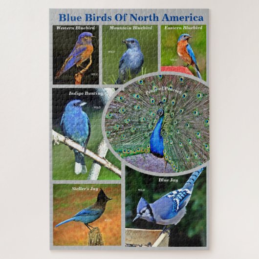 北米のブルーバード教育対象7種 ジグソーパズル (縦)