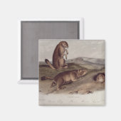 北米の四足動物の草原の犬 マグネット (正面/裏面)