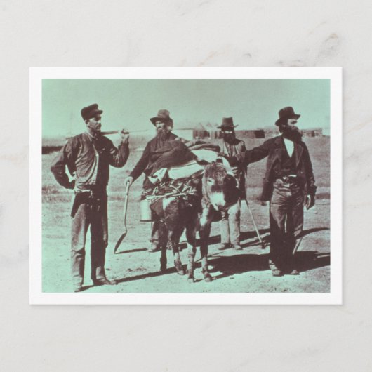 北米の金ゴールド採掘者， c.1849 （b/w写真） ポストカード (正面)