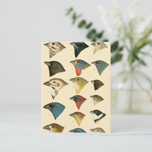 北米の鳥 ポストカード (スタンド正面)