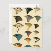 北米の鳥 ポストカード (正面/裏面)