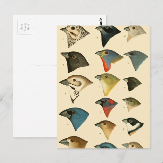 北米の鳥 ポストカード (正面/裏面)