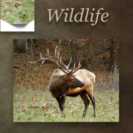 北米エルク ポスター