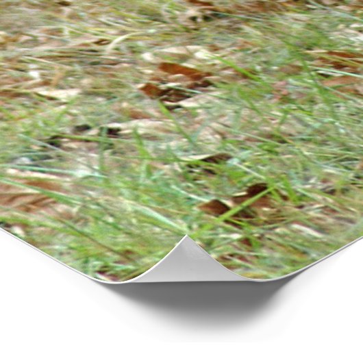 北米エルク ポスター (角)