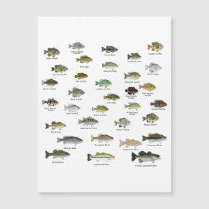 北米サンフィッシュグループ