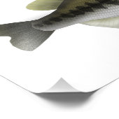 北米サンフィッシュグループ フォトプリント (角)