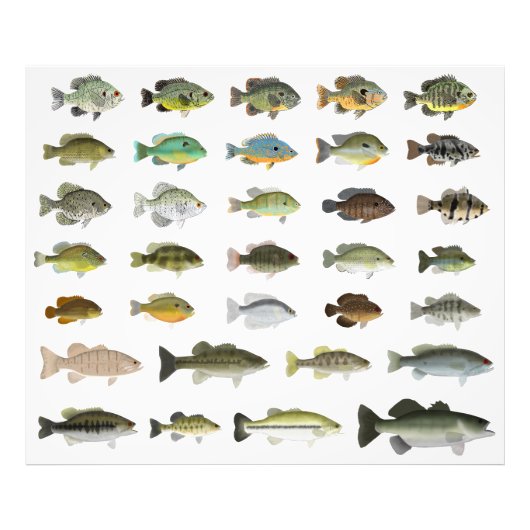 北米サンフィッシュグループ フォトプリント (正面)