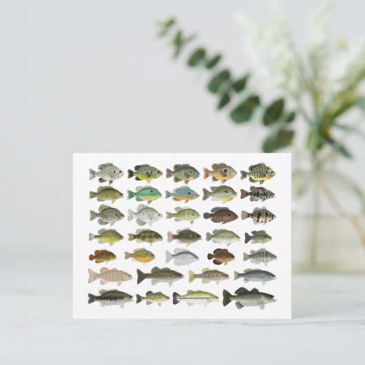 北米サンフィッシュグループ ポストカード (スタンド正面)