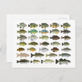 北米サンフィッシュグループ ポストカード (正面/裏面)