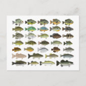 北米サンフィッシュグループ ポストカード (正面)