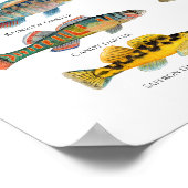 北米ダーターズアート ポスター (角)