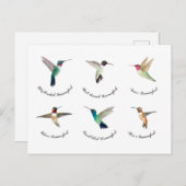 北米ハミングバード ポストカード (正面/裏面)