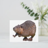 北米ビーバーから隔離されている ポストカード (スタンド正面)