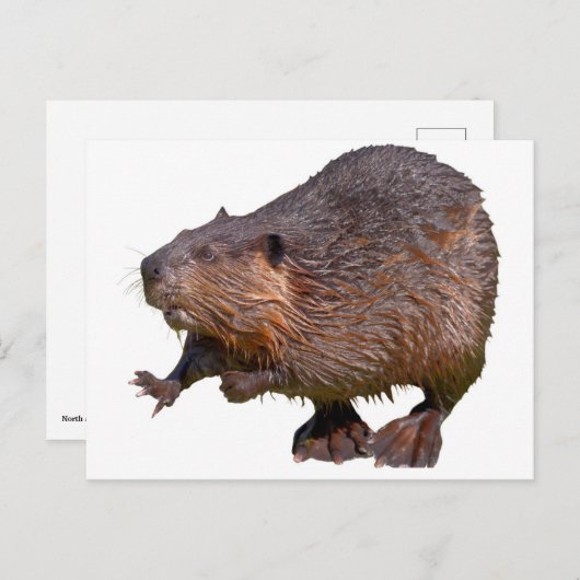 北米ビーバーから隔離されている ポストカード (正面/裏面)