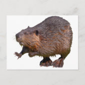 北米ビーバーから隔離されている ポストカード (正面)