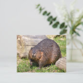 北米ビーバーの接写 ポストカード (スタンド正面)