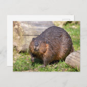 北米ビーバーの接写 ポストカード (正面/裏面)