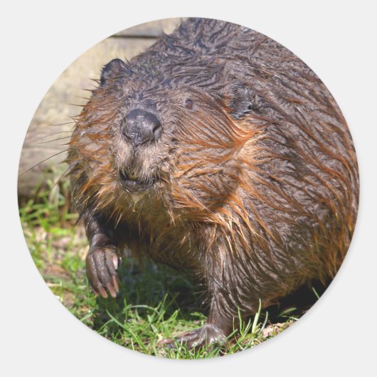 北米ビーバーの接写 ラウンドシール (正面)