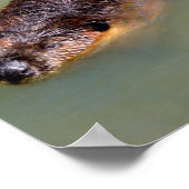 北米ビーバースイミングポストカードTシャツ ポスター (角)