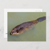 北米ビーバー泳ぎ ポストカード (正面/裏面)