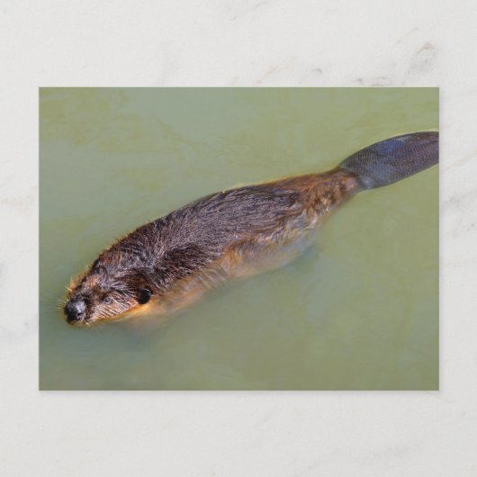北米ビーバー泳ぎ ポストカード (正面)