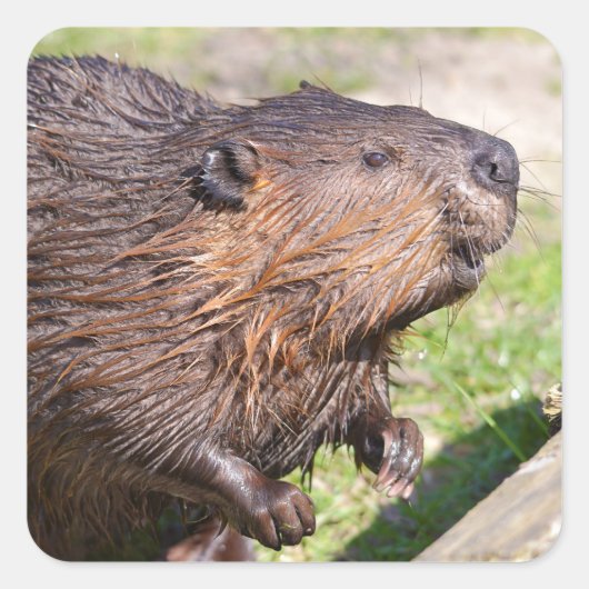 北米ビーバー（カストル腺症） スクエアシール (正面)