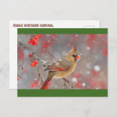 北米北（鳥）ショウジョウコウカンチョウ女性 ポストカード (正面/裏面)